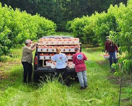 Workers loading baskets of freshly picked peaches onto a truck in a green orchard for local delivery